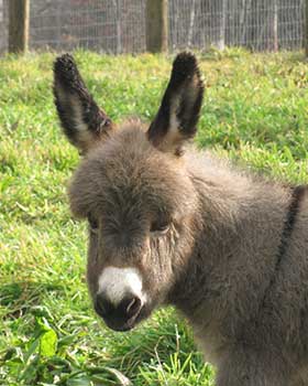 Critter Haven Farm Miniature Donkeys